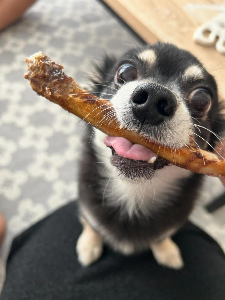 Is pork rib outlet bones safe for dogs